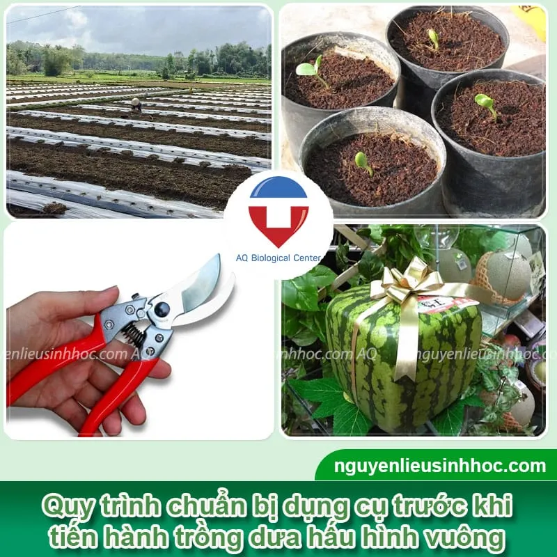 Công cụ và vật dụng cần thiết để trồng và chăm sóc cây dưa hấu