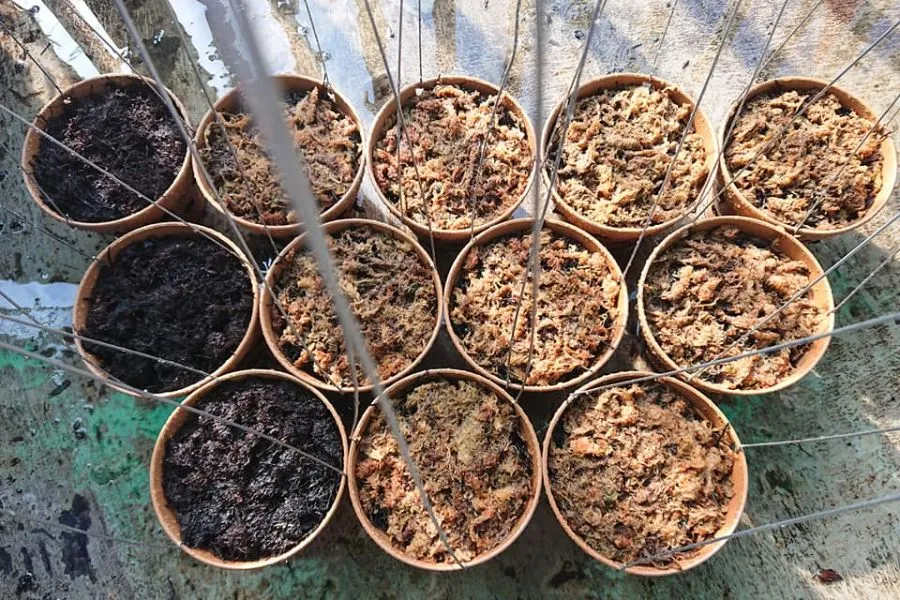 Lựa chọn và xử lý giá thể chất lượng khi trồng hoa lan Phi Điệp