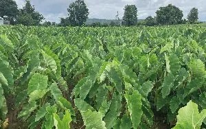 Chuẩn bị giống khoai môn