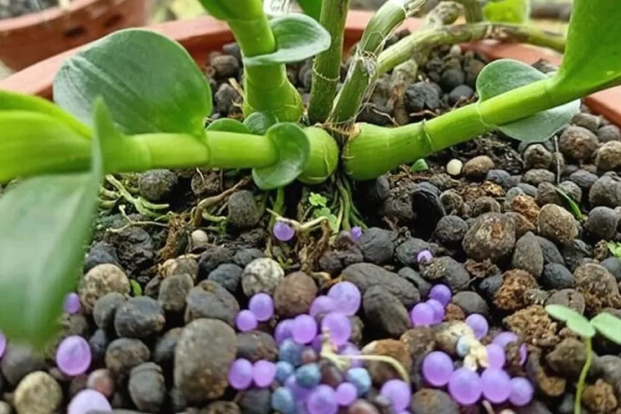 Phân bón cần thiết cho quá trình trồng lan Phi Điệp