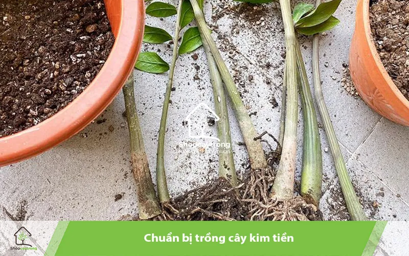 Các bước chuẩn bị chậu, cây giống và giá thể cho cách trồng cây kim tiền nở hoa