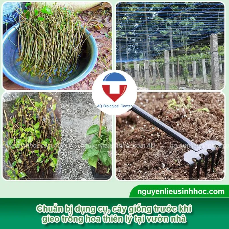 Hướng dẫn cách trồng hoa thiên lý chăm sóc hoa nở quanh năm