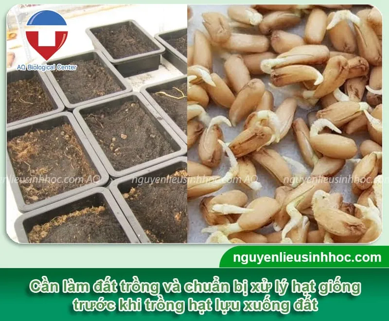 Chuẩn bị đất và hạt giống kỹ lưỡng trước khi thực hiện cách trồng lựu bằng hạt