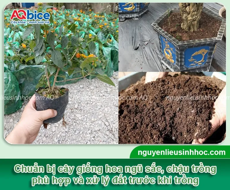 Hình ảnh minh họa khâu chuẩn bị chậu, đất và hạt giống trước khi tiến hành trồng hoa ngũ sắc.