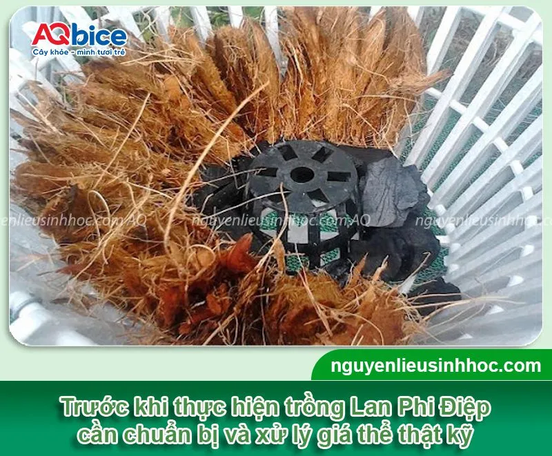 Thực hiện quá trình chuẩn bị và làm sạch giá thể trồng lan Phi Điệp