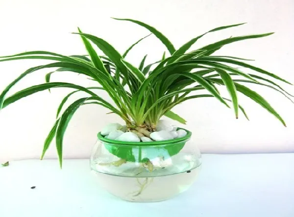 Các vật dụng cần thiết để trồng cây lá dứa trong nước