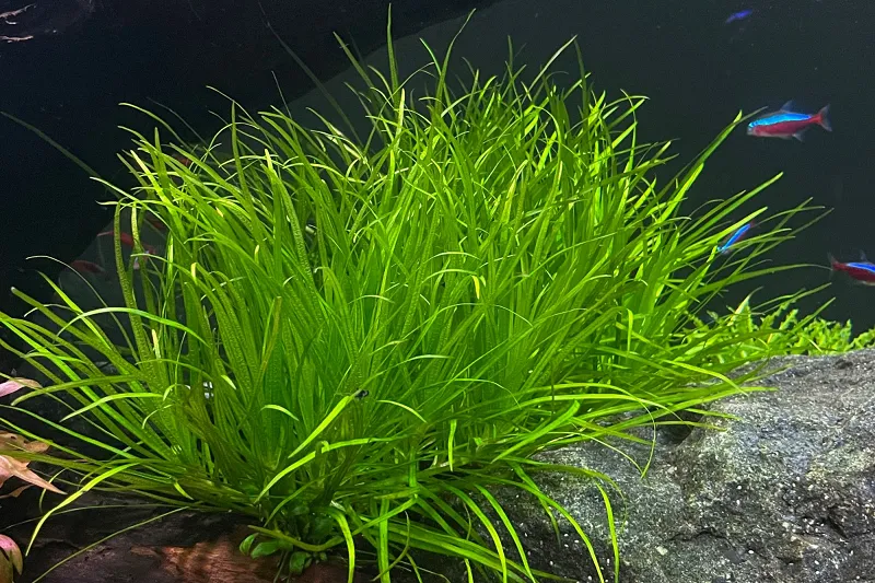 Các dụng cụ và nguyên vật liệu cần thiết để trồng cỏ Nhật thủy sinh