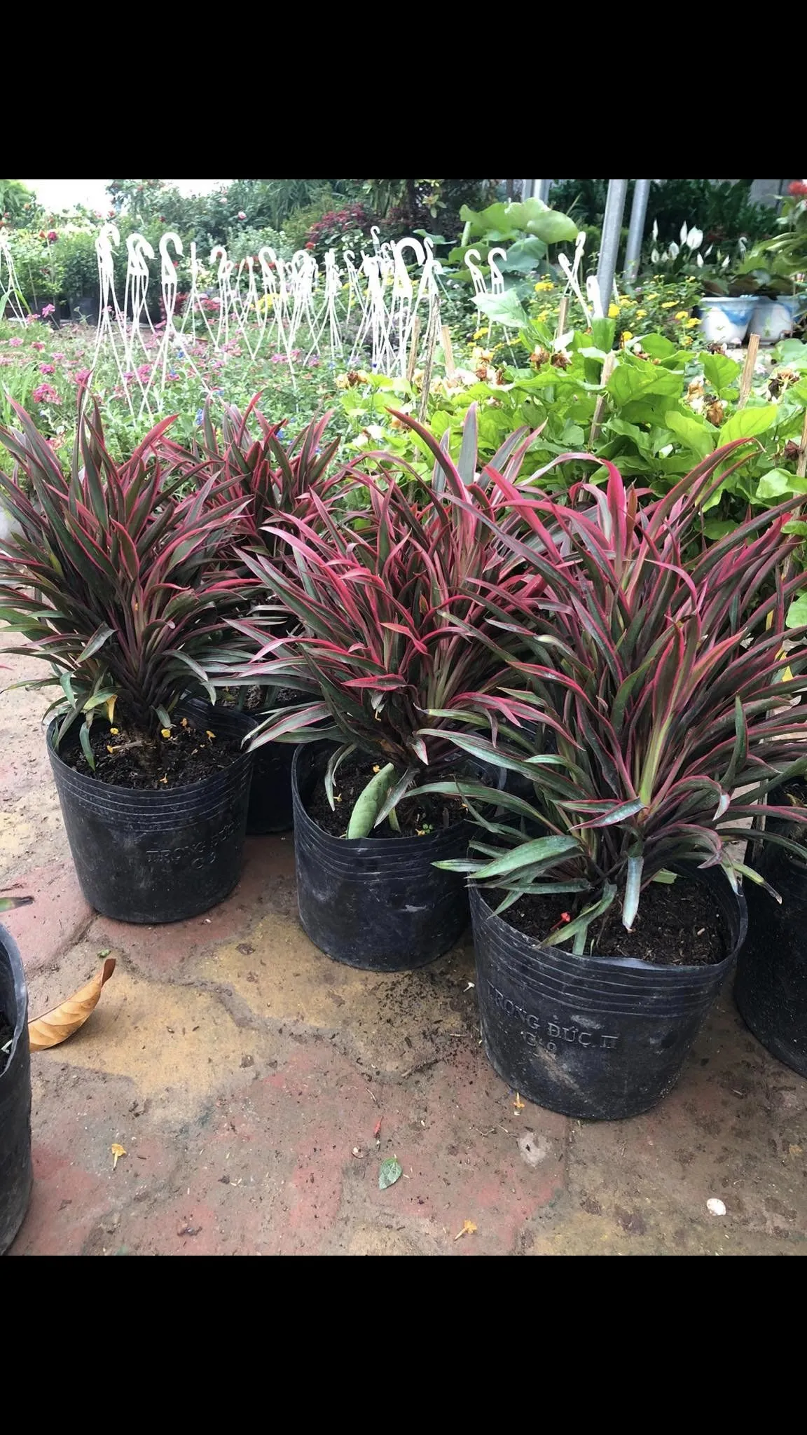 chúng tôi chuyên cung cấp cây ánh dương chất lượng tốt