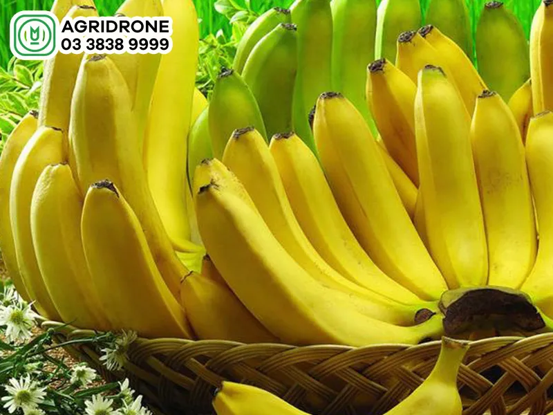 chuối tiêu hồng trong vườn đang được chăm sóc