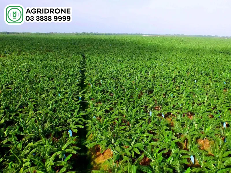 chuối tiêu hồng đã chín đạt chất lượng