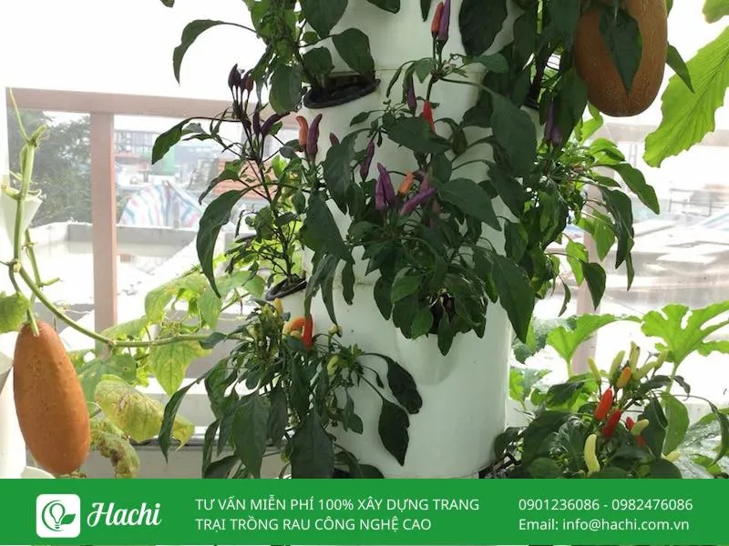 Chuyển cây ớt con đạt tiêu chuẩn lên giàn trồng ớt thủy canh và bắt đầu chu kỳ chăm sóc chuyên sâu