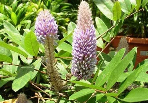 Cây Đuôi Chồn - Ý nghĩa, Cách trồng và chăm sóc