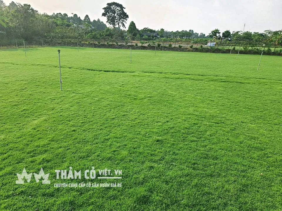 Cỏ giống Nhung Nhật do THẢM CỎ VIỆT cung cấp luôn được chăm sóc đúng quy trình kỹ thuật tại vườn ươm, đảm bảo cỏ luôn xanh tốt, không sâu bệnh và sức sống khoẻ