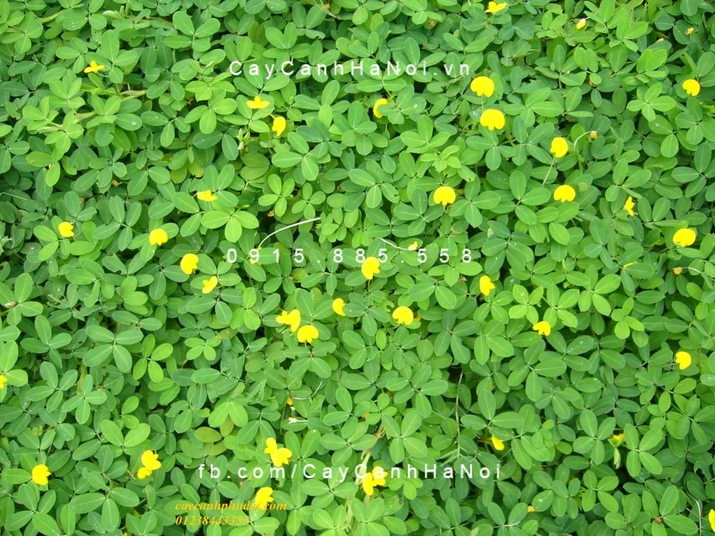 Cỏ lạc Arachis pintoi với hoa vàng rực rỡ và lá kép