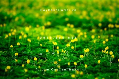 Góc nhìn thảm cỏ lạc trong cảnh quan đô thị