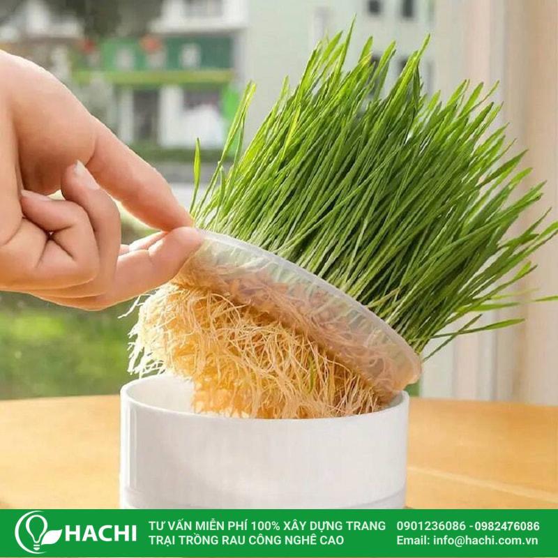 Cách Trồng Mầm Lúa Mạch Đơn Giản Tại Nhà, Thu Hoạch Sau 7 Ngày