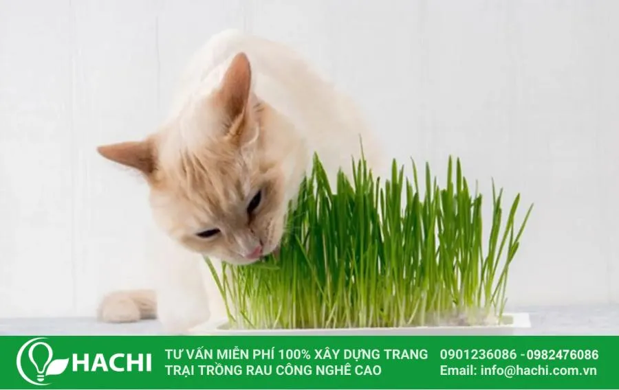 Hệ thống cỏ lúa mì thủy canh trong nhà với khay nhựa chuyên dụng