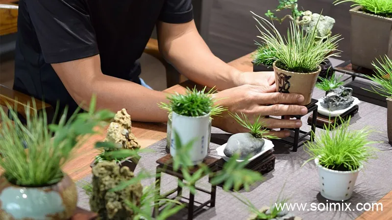 Cây Thạch xương bồ màu xanh tươi, chăm sóc cây mọng nước.