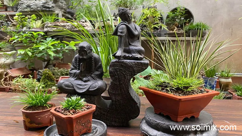 Thạch xương bồ trồng trong chậu sứ, cách trồng thạch xương bồ dễ dàng.