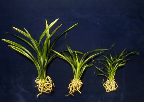 Rễ cây địa lan khỏe mạnh phát triển theo chiều sâu của chậu