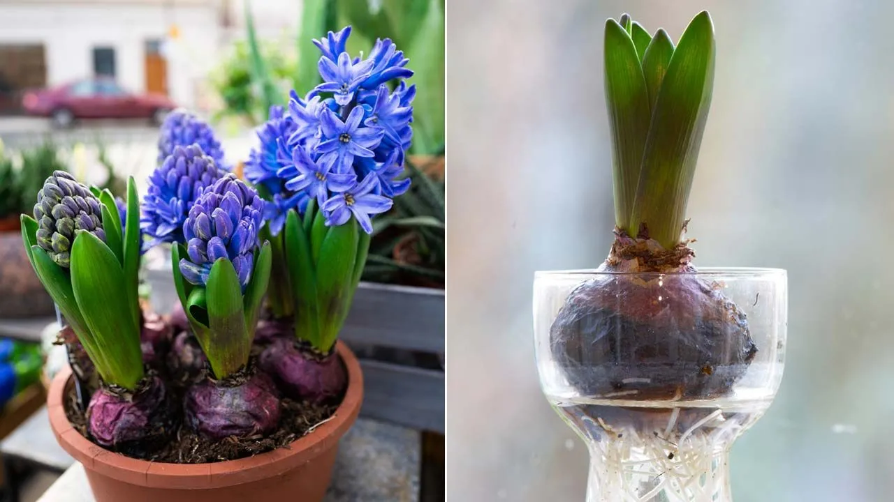 Nơi đặt hoa lục bình trong nhà hoặc trên ban công của bạn