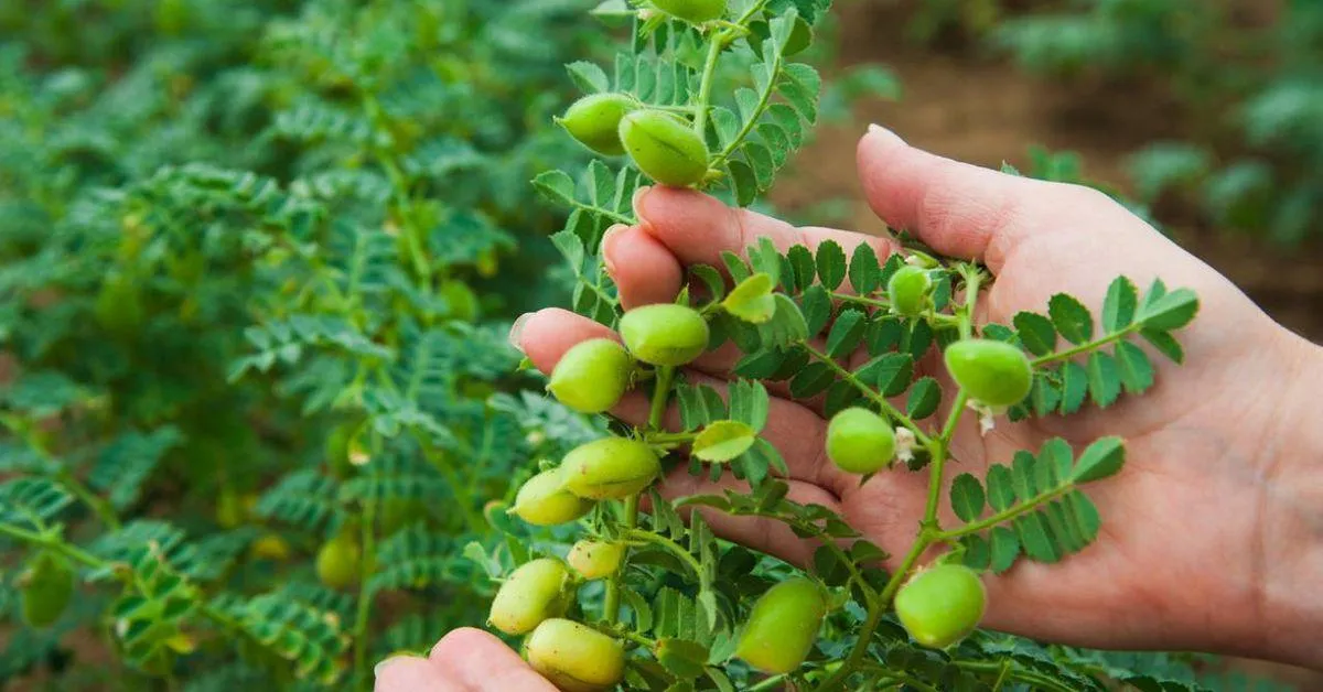 Alt text mô tả bằng tiếng Việt dưới 125 ký tự