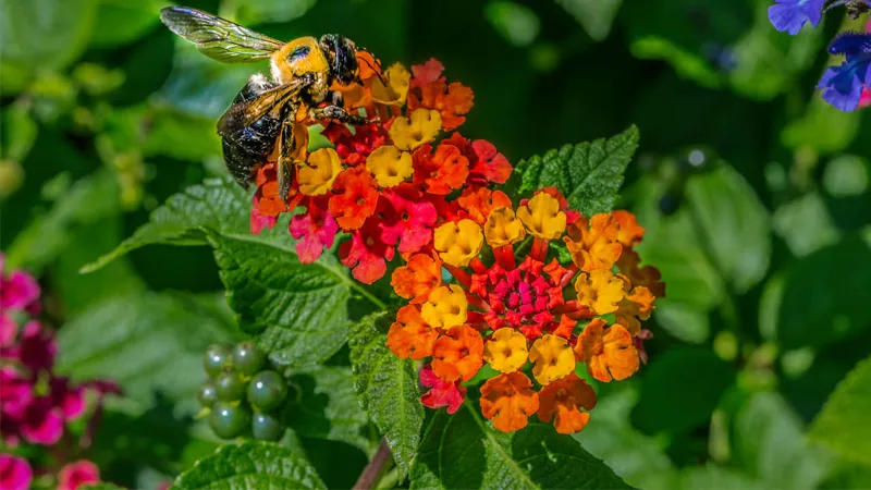 Hoa ngũ sắc mang ý nghĩa phong thủy đặc biệt