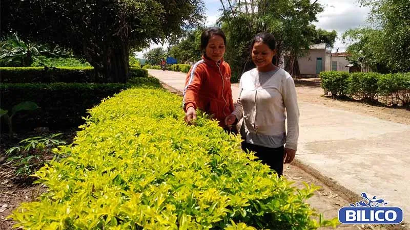 Công Dụng Cây Chuỗi Ngọc Làm Hàng Rào