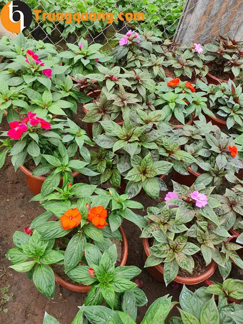 Ứng dụng và công dụng của cây mai địa thảo trong đời sống và cảnh quan