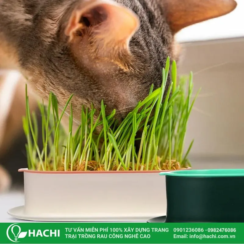 Lợi ích của việc trồng cỏ lúa mì sạch bằng phương pháp thủy canh