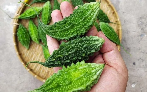 Cung cấp dinh dưỡng cho Khổ qua rừng