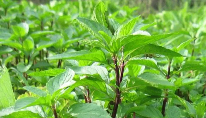 Tác dụng tuyệt vời của rau húng Láng đối với sức khỏe con người