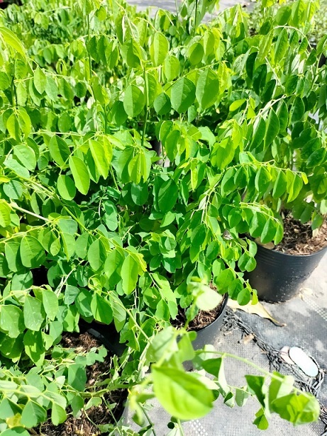 Cách Trồng Cây Rau Ngót Bằng Cành Giâm Đạt Năng Suất Vượt Trội