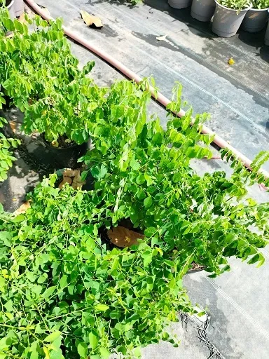 Cận cảnh lá rau bồ ngót tươi non, giàu dinh dưỡng