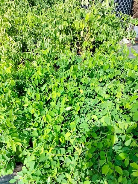 Giâm cành rau bồ ngót dễ dàng trong chậu đất tơi xốp