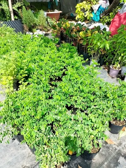 Quả và hoa của cây bồ ngót trong môi trường tự nhiên