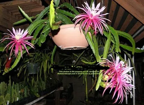 Cây thanh long trưởng thành bắt đầu ra hoa trong chậu