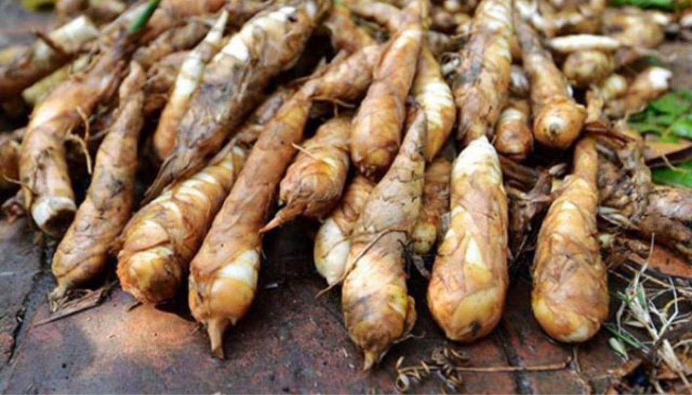 CÁCH TRỒNG CỦ BÌNH TINH CHUẨN KỸ THUẬT CHO NĂNG SUẤT CAO