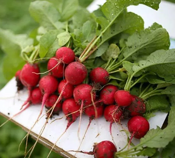 Củ cải đường sau khi thu hoạch đạt kích thước lớn, chất lượng cao