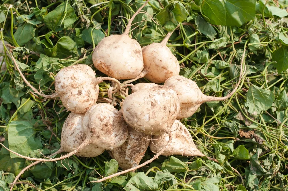 Củ đậu sau khi thu hoạch tốt nhất là nên sử dụng ngay để đảm bảo chất lượng tối ưu