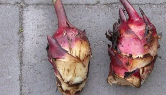 Lựa chọn củ giống lá dong chất lượng cao