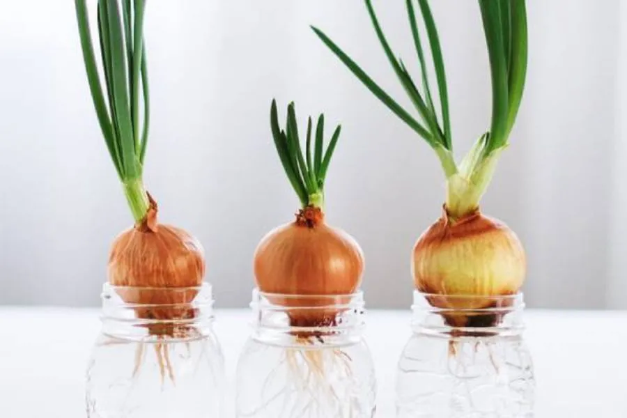 Chuẩn bị nguyên liệu cần thiết để trồng hành tây bằng nước