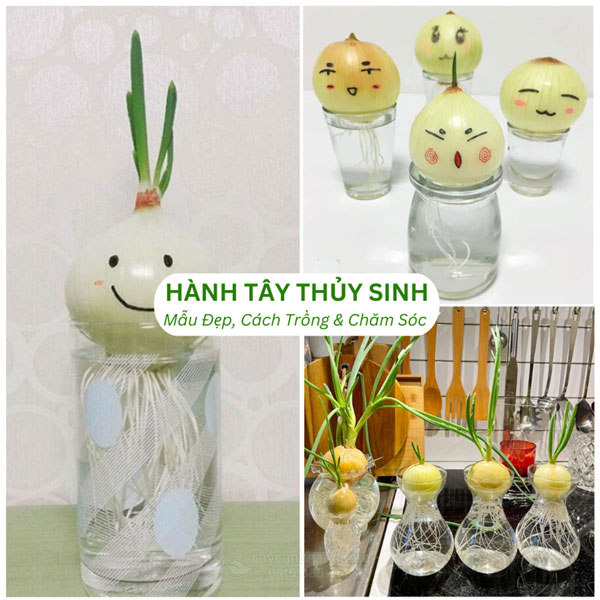 Cách Trồng Khoai Tây Trong Nước: Hướng Dẫn Kỹ Thuật Thủy Canh Toàn Diện