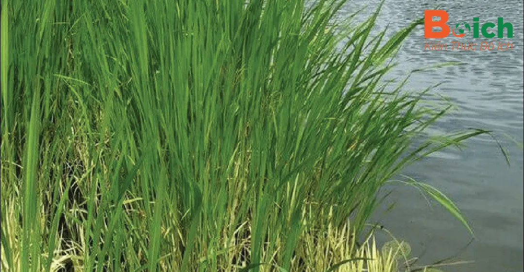 Các khu vực đất bùn lầy lội thích hợp để trồng củ niễng