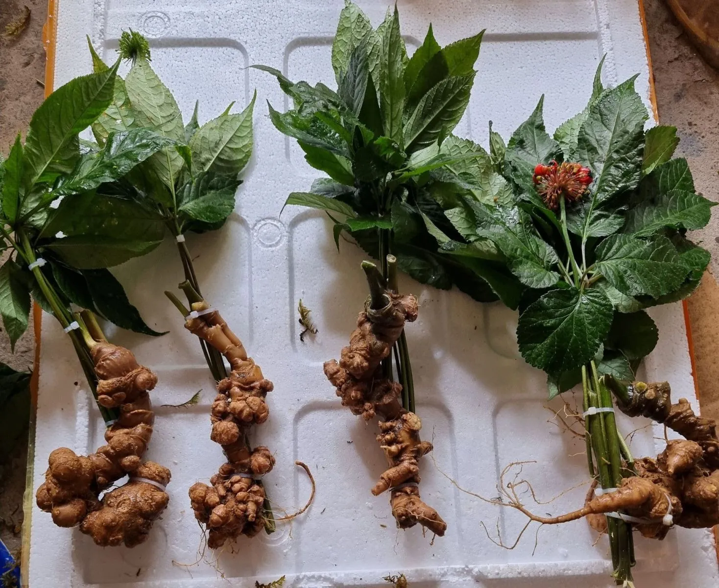 Củ nhân sâm Việt Nam đã được thu hoạch và sơ chế