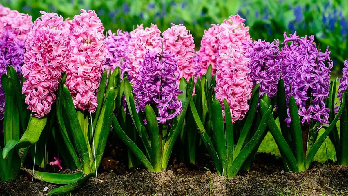 Khi nào và làm thế nào để trồng hoa lục bình