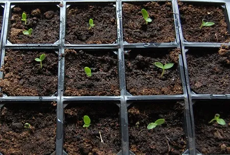 Cách gieo hạt cúc bách nhật