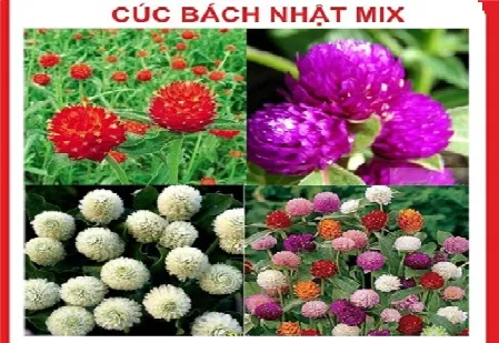 Hoa cúc bách nhật Mix