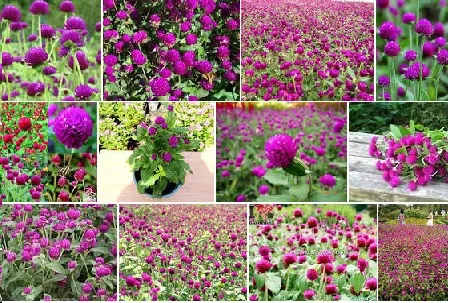 Trồng hoa cúc bách nhật không khó