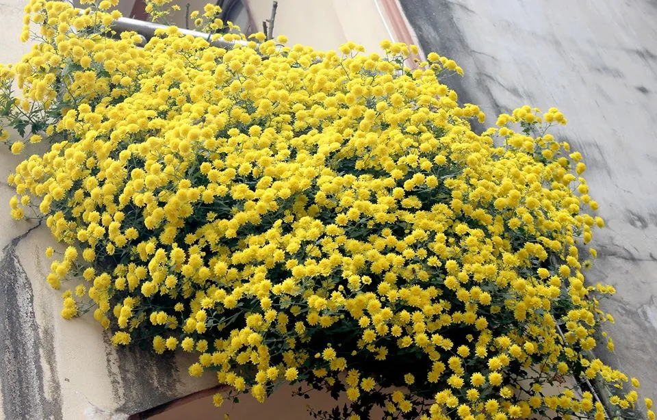 Cây hoa cúc rủ loại bông nhỏ thường được dùng làm trà cúc chi